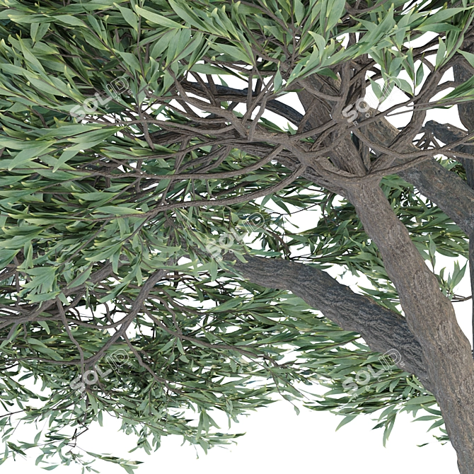 Elegant Acacia Trees: Volume 87 3D model image 4