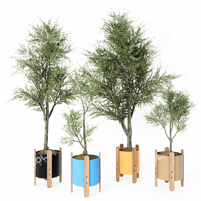 Elegant Indoor Ornamental Olive Trees 3D model image 1