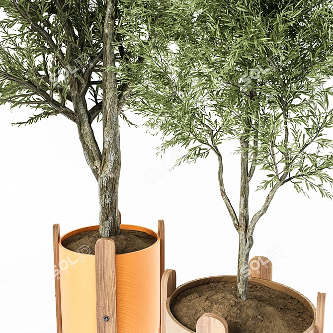 Elegant Indoor Ornamental Olive Trees 3D model image 2