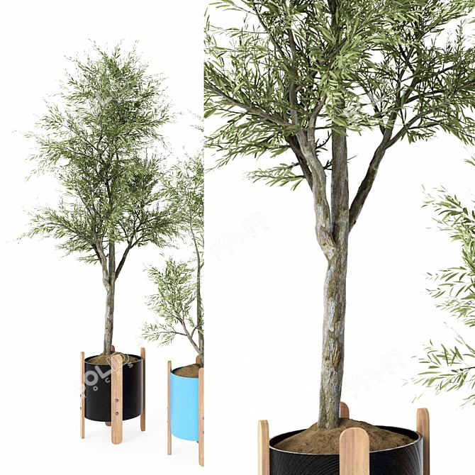 Elegant Indoor Ornamental Olive Trees 3D model image 3