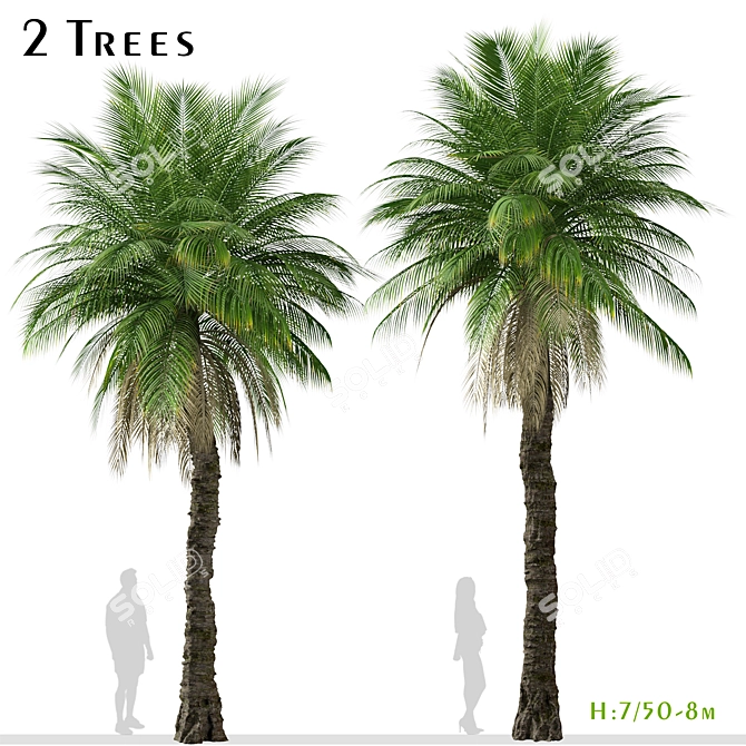 Cliff Date Palm Duo: Phoenix rupicola Trees 3D model image 1