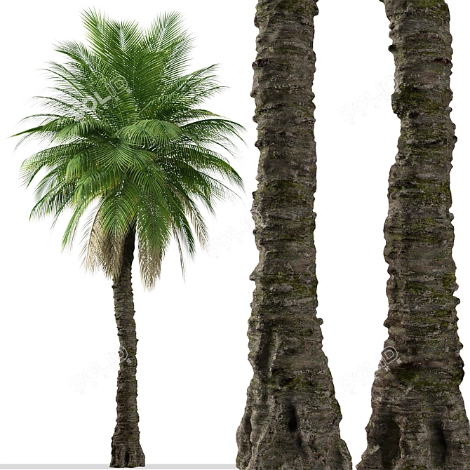 Cliff Date Palm Duo: Phoenix rupicola Trees 3D model image 5