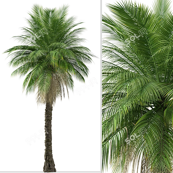 Cliff Date Palm Duo: Phoenix rupicola Trees 3D model image 6