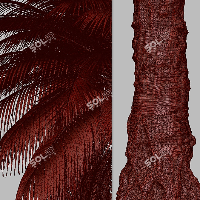 Cliff Date Palm Duo: Phoenix rupicola Trees 3D model image 7