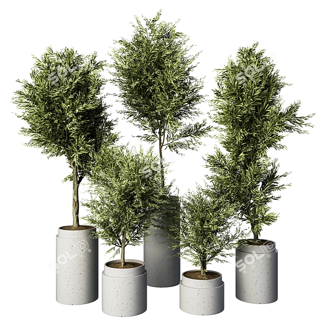 Exquisite Olive Trees Indoor Plant 3D model image 1
