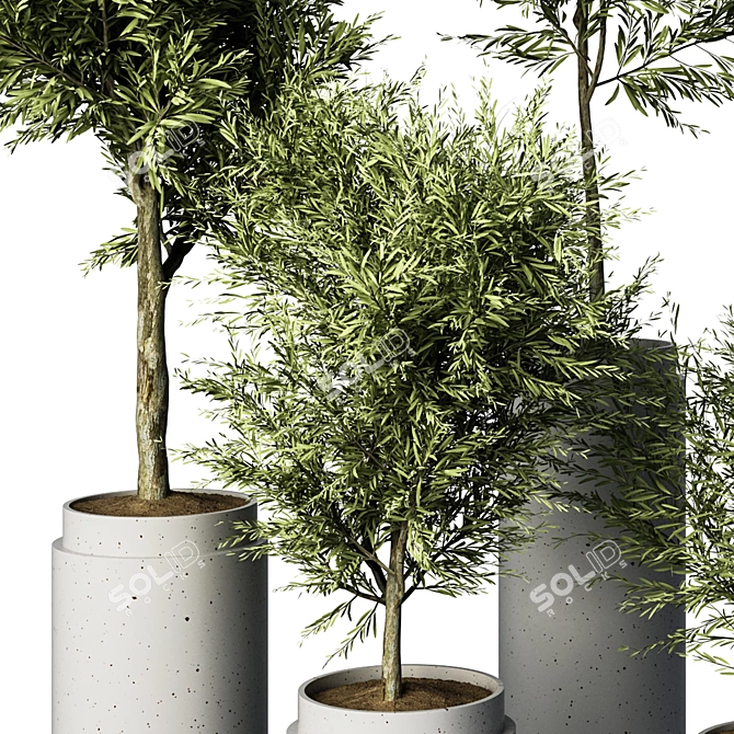 Exquisite Olive Trees Indoor Plant 3D model image 2