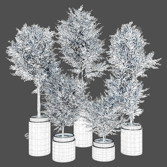 Exquisite Olive Trees Indoor Plant 3D model image 3