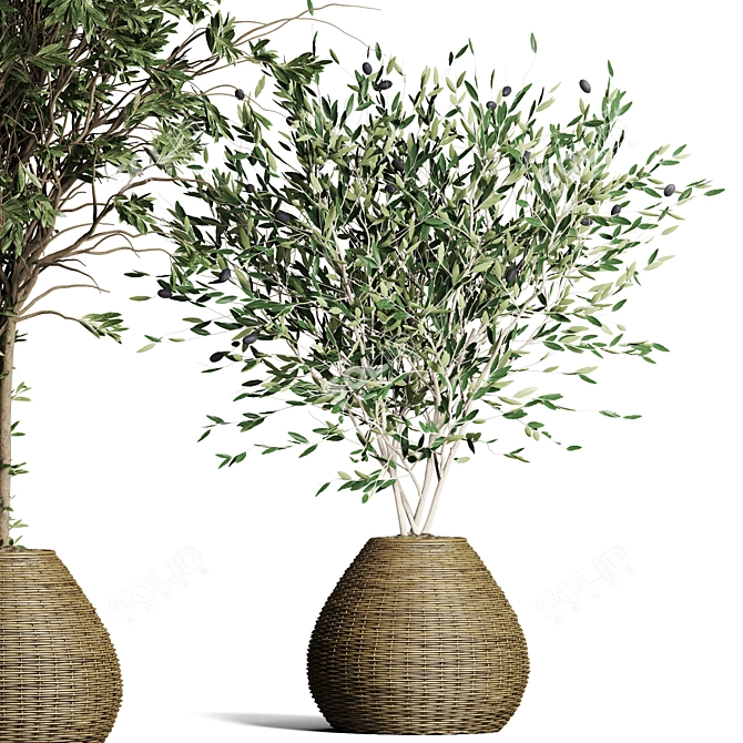 Indoor Plant Collection: 63 Varieties 3D model image 3