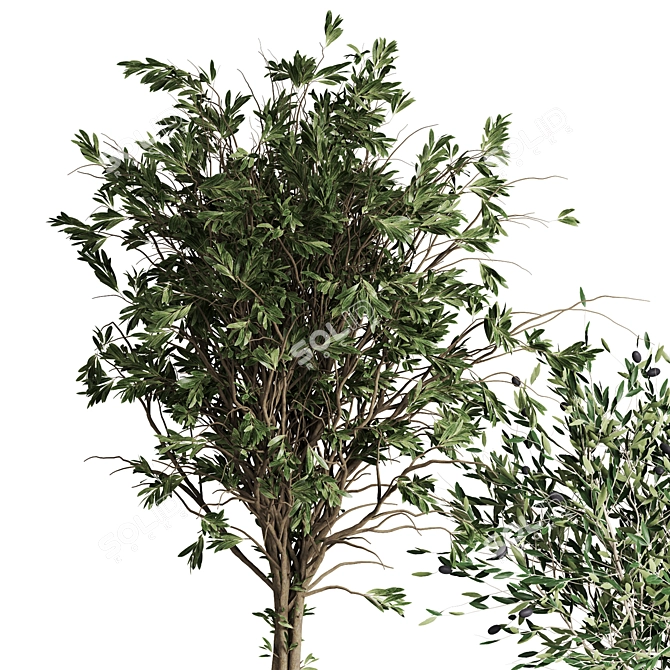 Indoor Plant Collection: 63 Varieties 3D model image 4