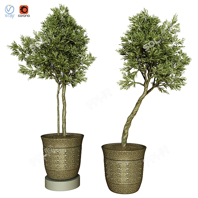 Indoor Olive Trees - Vol. 52 3D model image 1