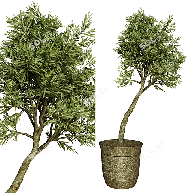 Indoor Olive Trees - Vol. 52 3D model image 2