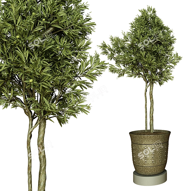 Indoor Olive Trees - Vol. 52 3D model image 3