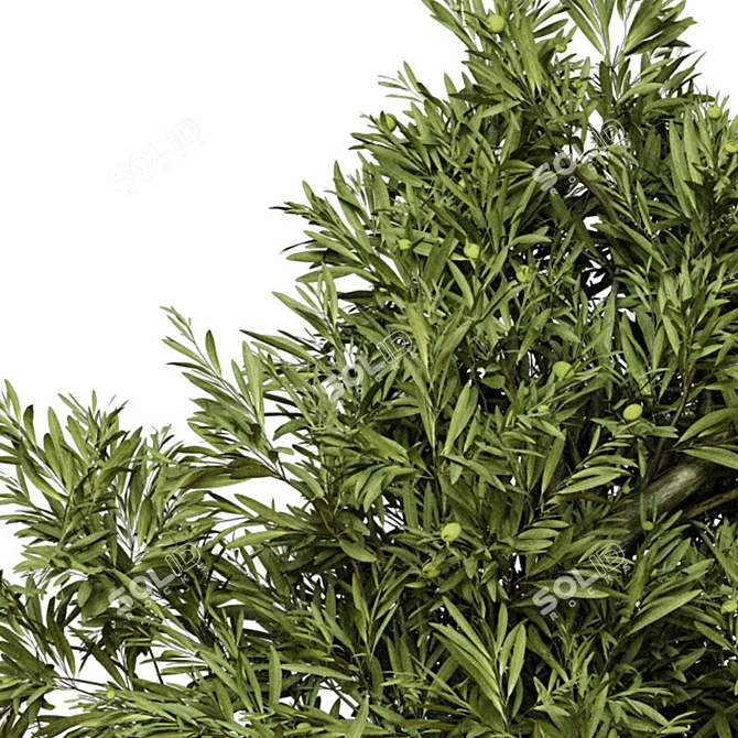 Indoor Olive Trees - Vol. 52 3D model image 4
