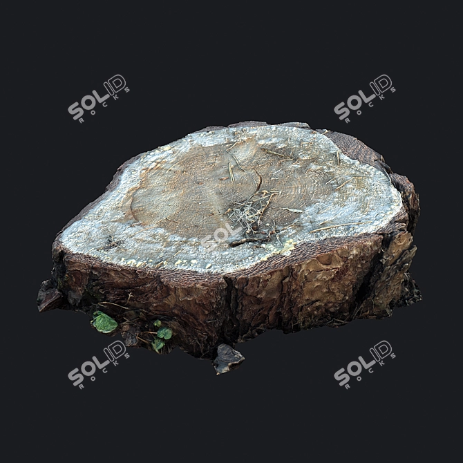 Mossy Photogrammetry Stump 3D model image 5