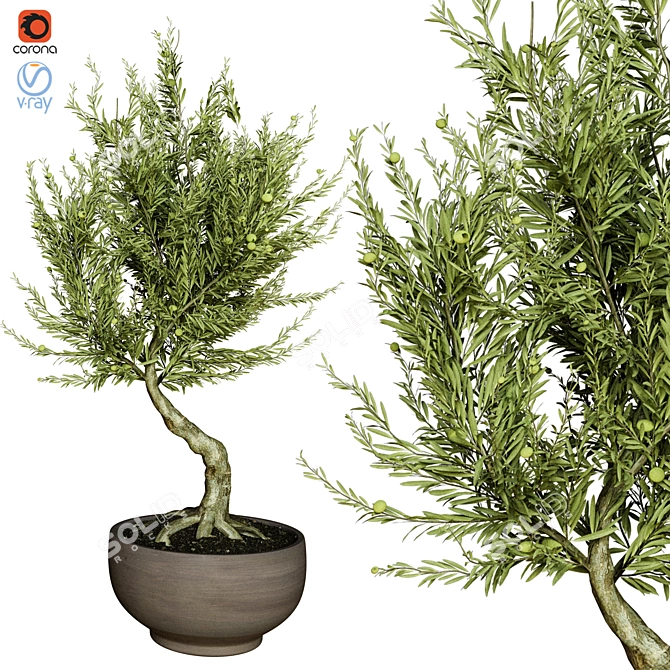 Indoor Olive Tree - Vol. 53 3D model image 1