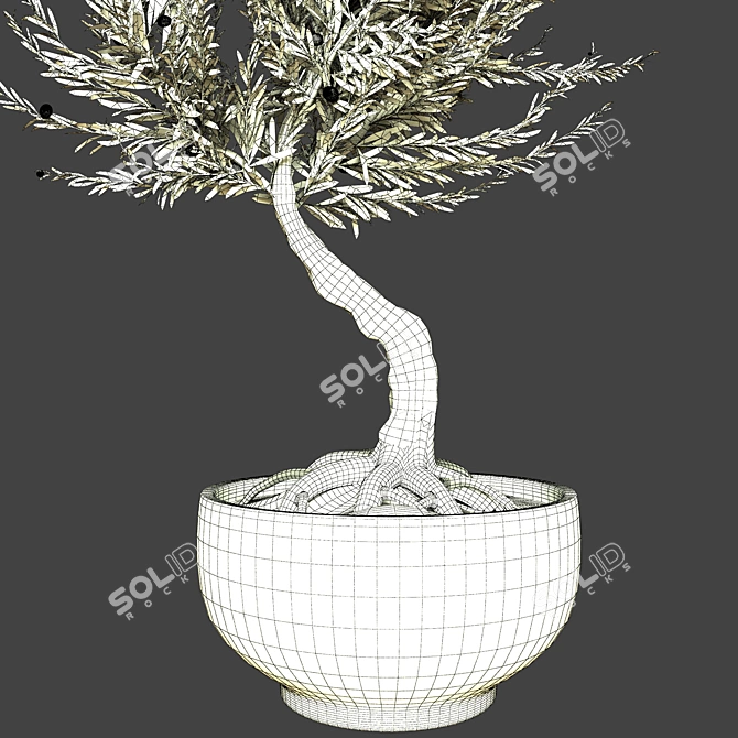 Indoor Olive Tree - Vol. 53 3D model image 2