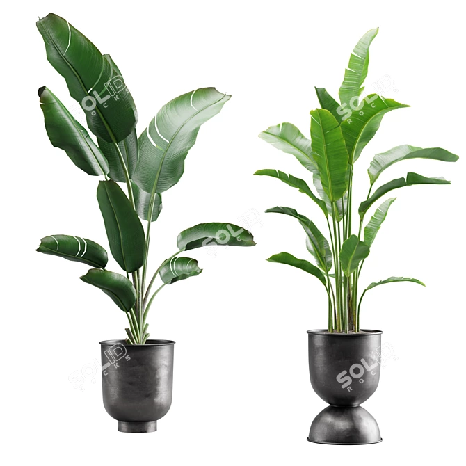 Tropical Bliss: Strelitzia Duo 3D model image 4