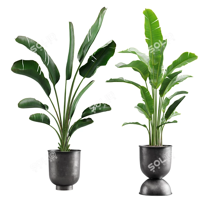 Tropical Bliss: Strelitzia Duo 3D model image 5