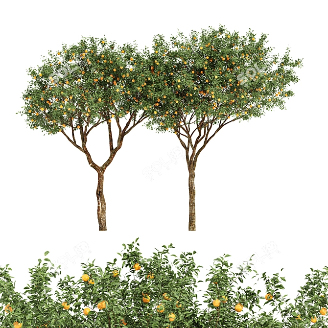 Fruit Trees - Orange Duo 3D model image 1