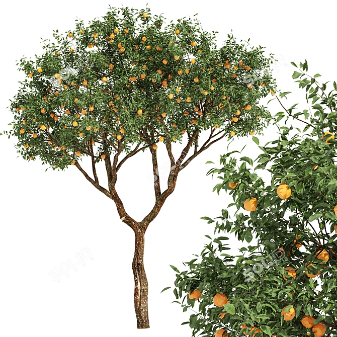 Fruit Trees - Orange Duo 3D model image 3