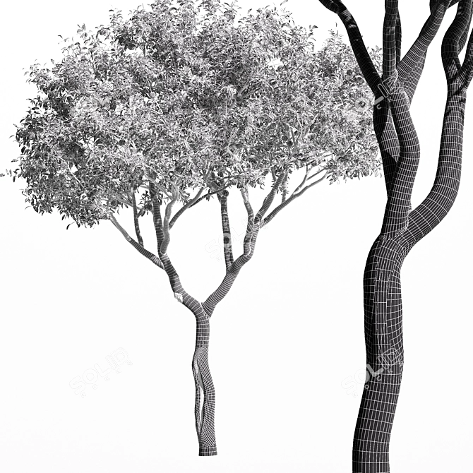 Fruit Trees - Orange Duo 3D model image 4