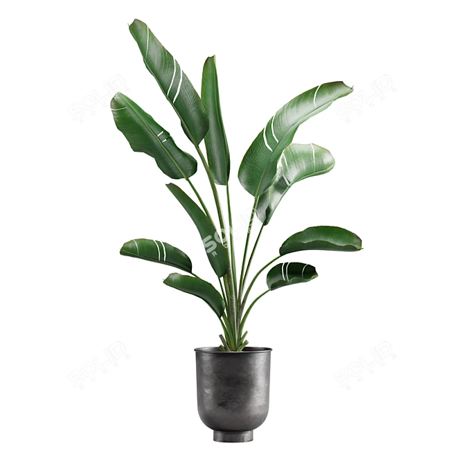 Tropical Indoor Plants Pack 3D model image 2