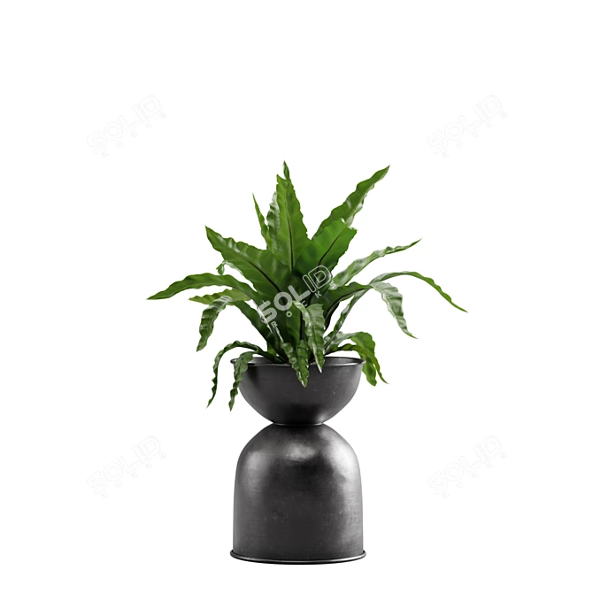 Tropical Indoor Plants Pack 3D model image 6