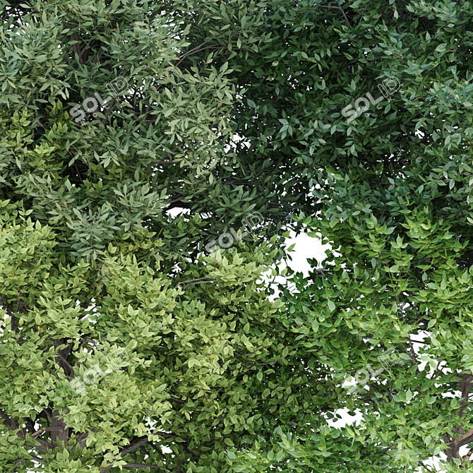 Nature's Oasis Bush Collection 3D model image 2