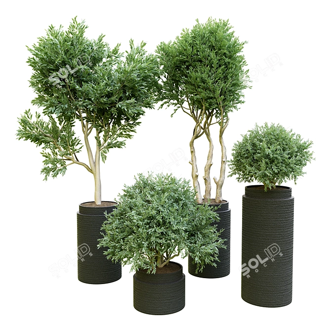 Indoor Plant Collection: 54 3D model image 1