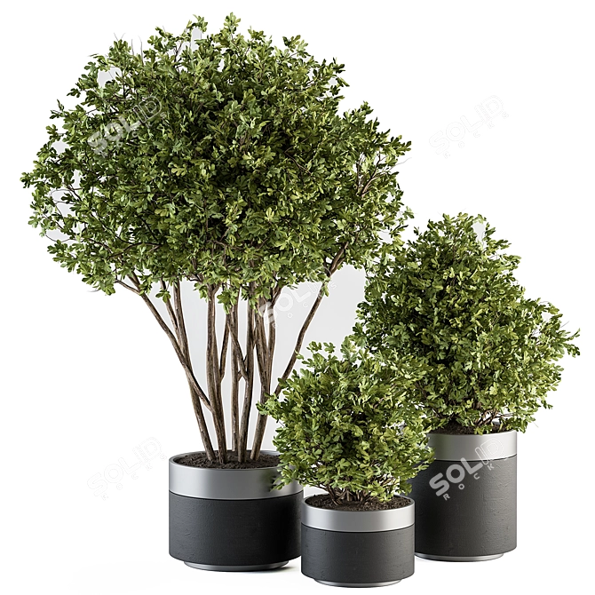 indoor Plant Set 375- Tree and Plant Set in pot 3D model image 1