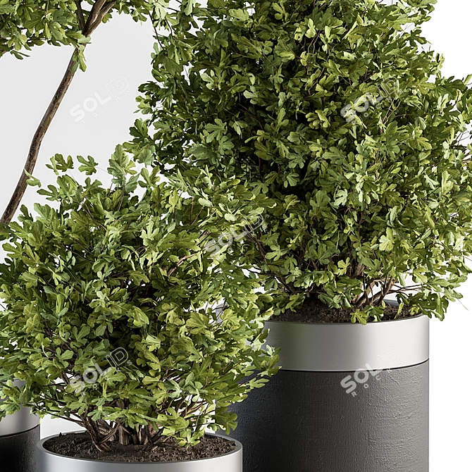 indoor Plant Set 375- Tree and Plant Set in pot 3D model image 2