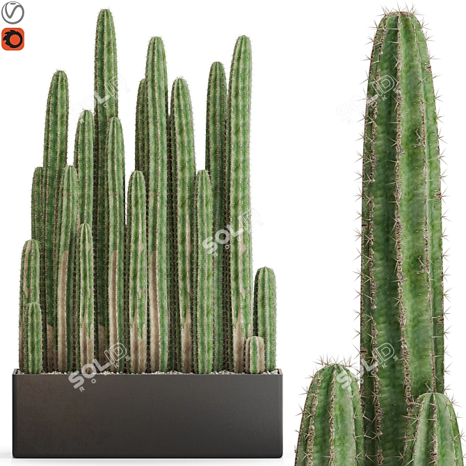 Botanical Beauties Set 693 3D model image 1