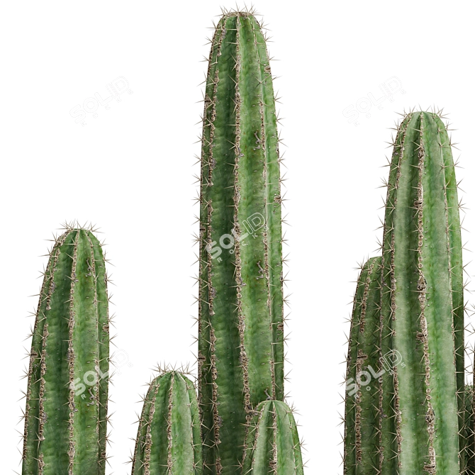 Botanical Beauties Set 693 3D model image 2