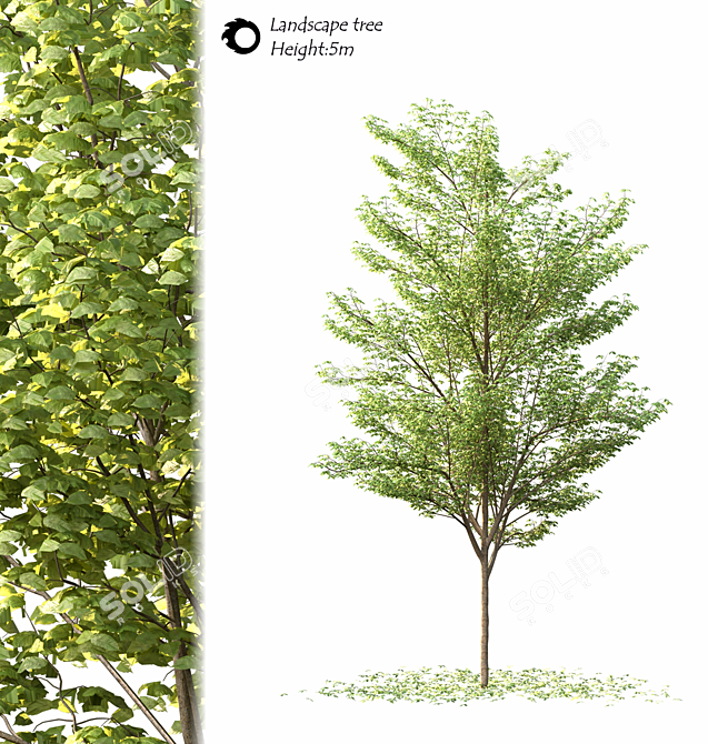 2014 Landscape Tree 5m Corona 3D model image 1