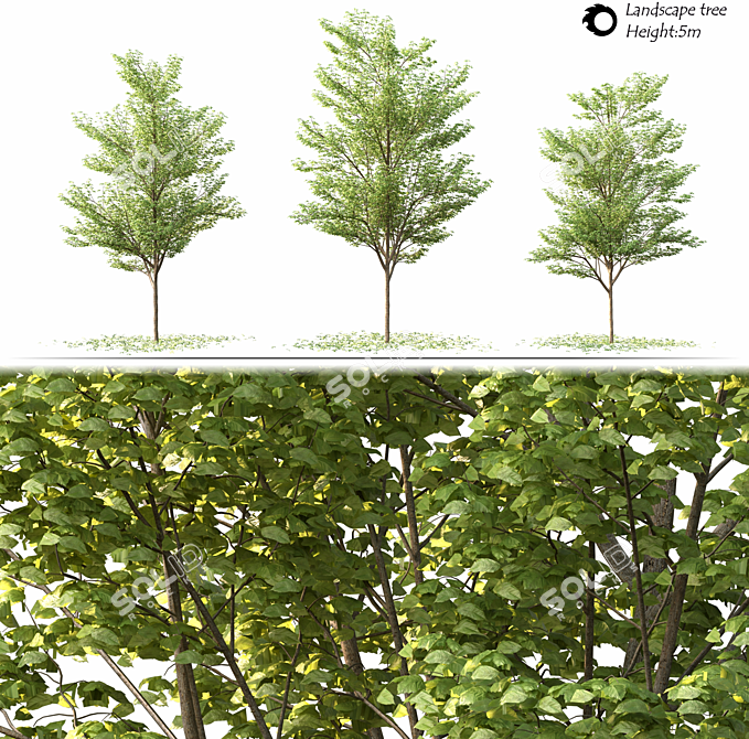 2014 Landscape Tree 5m Corona 3D model image 2