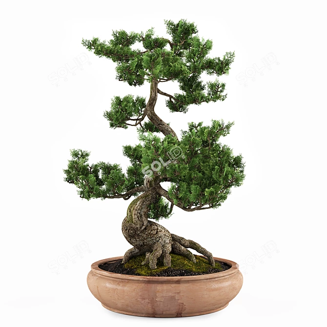 Miniature Bonsai Tree Replica 3D model image 4