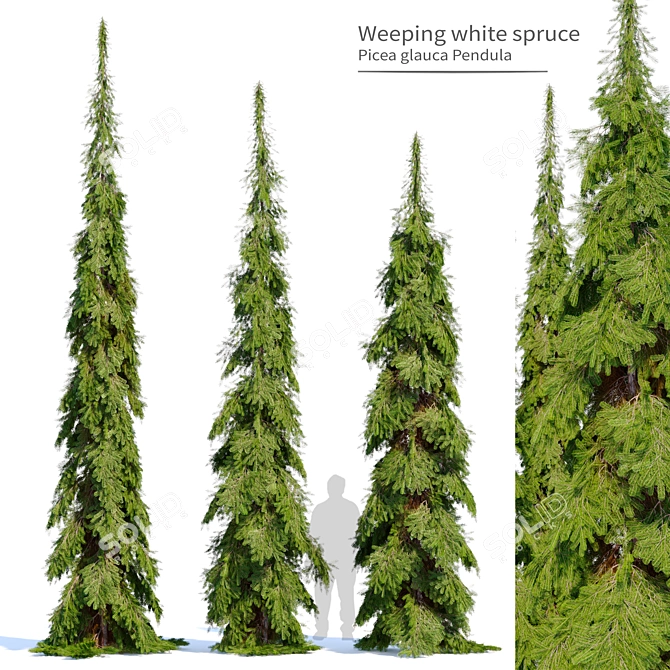 Cascade White Spruce Trio 3D model image 1