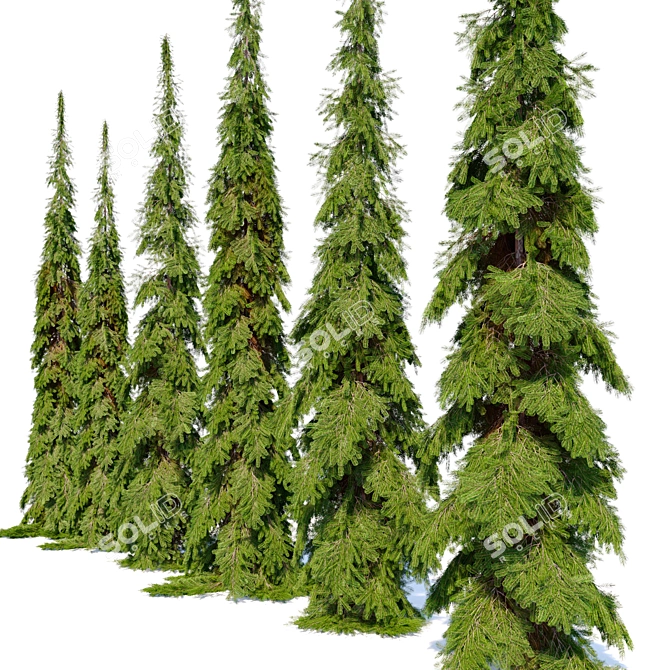 Cascade White Spruce Trio 3D model image 2