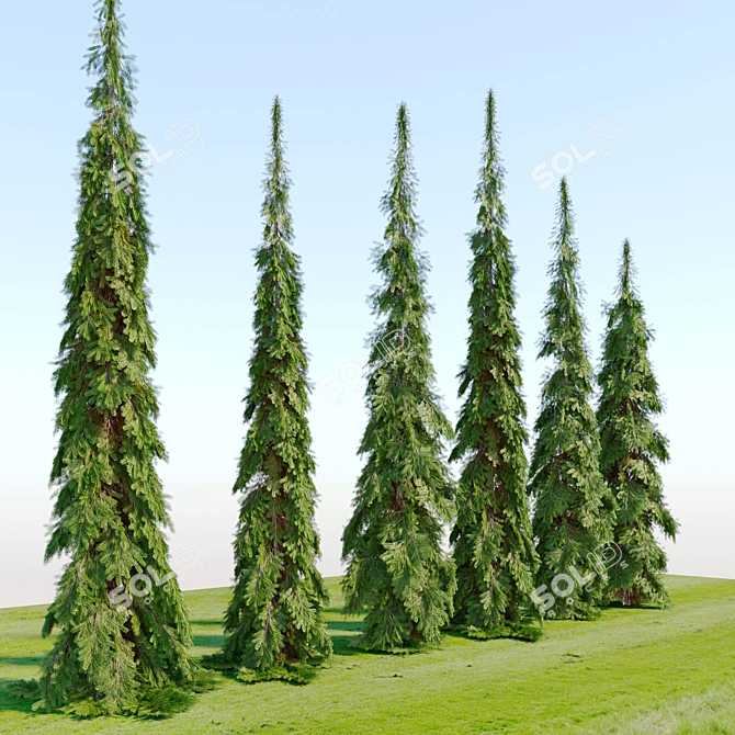 Cascade White Spruce Trio 3D model image 3