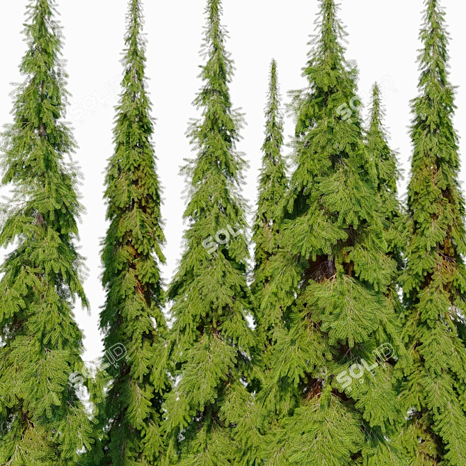 Cascade White Spruce Trio 3D model image 4