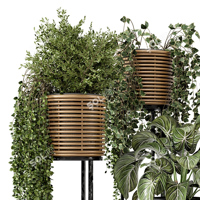 Rattan Pot Indoor Plants Set 3D model image 2