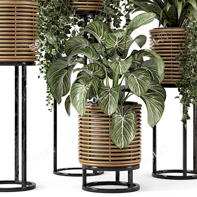 Rattan Pot Indoor Plants Set 3D model image 3