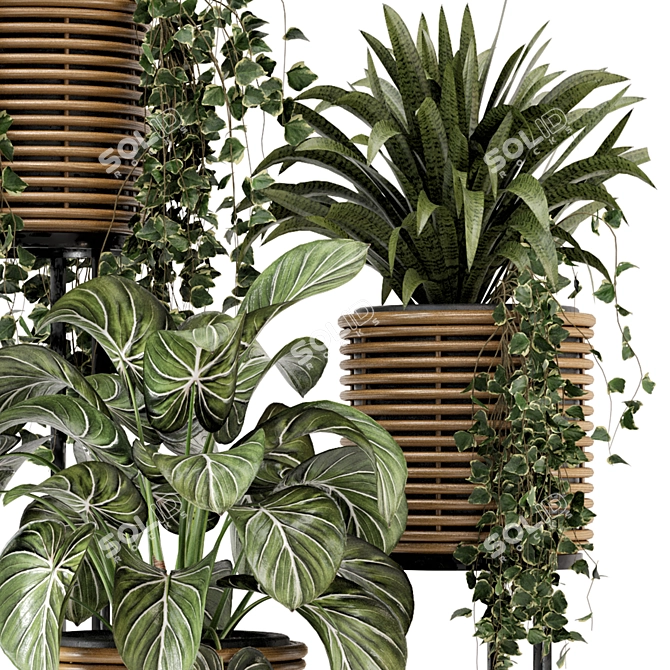 Rattan Pot Indoor Plants Set 3D model image 4