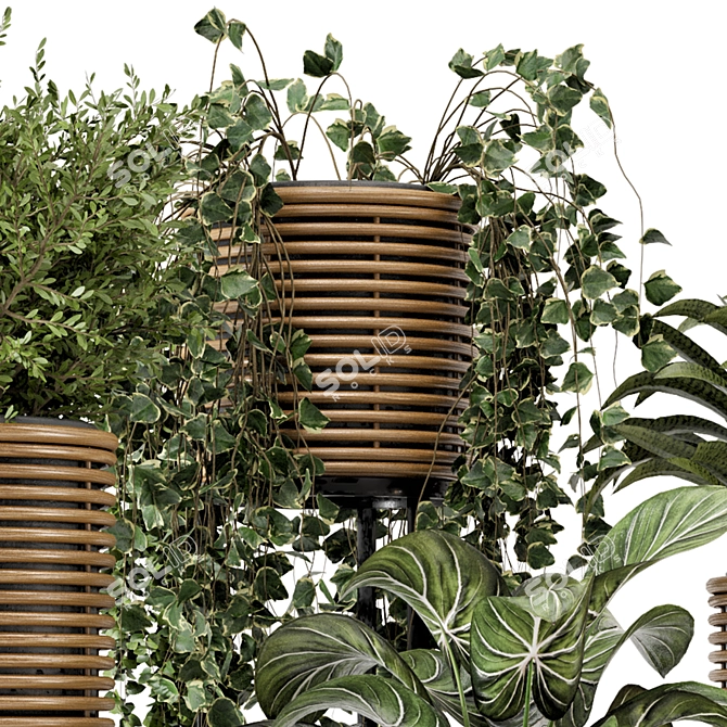 Rattan Pot Indoor Plants Set 3D model image 5