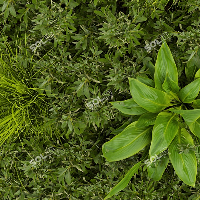Premium Plant Collection 331: Fitowall Leaf 3D model image 5