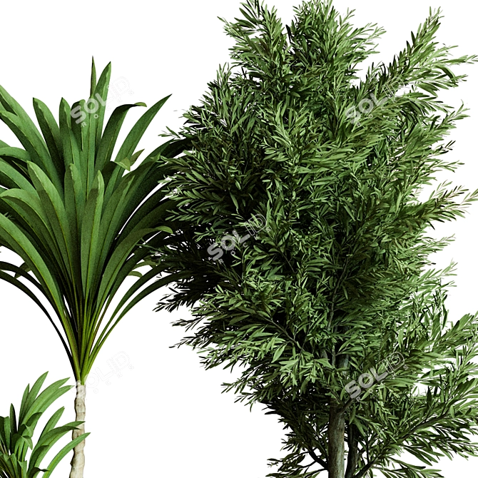 Collection_Indoor_Plant_61 3D Model 3D model image 3