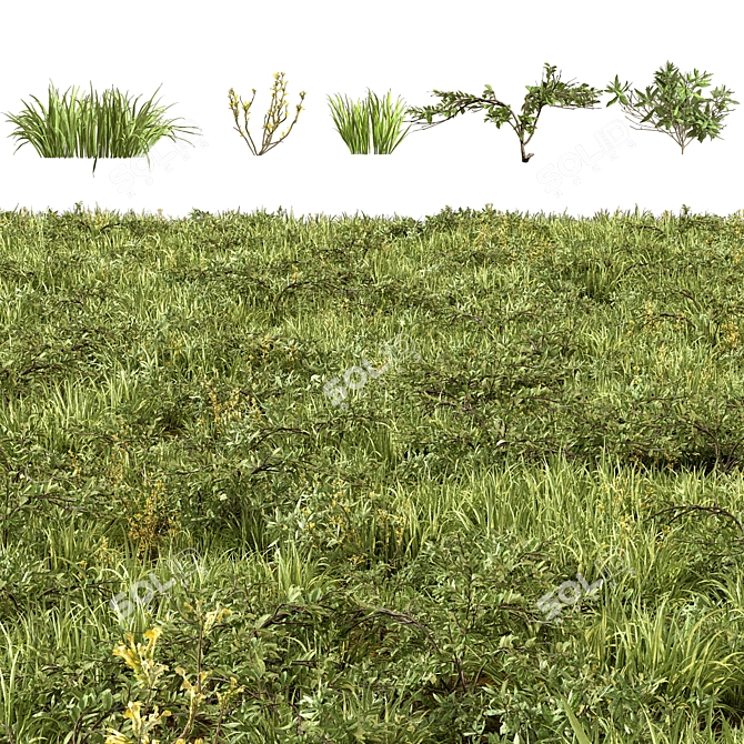 Mixed Grass Collection Pack 3D model image 4