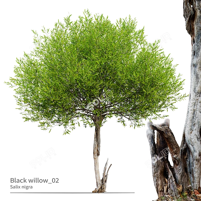 Salix Nigra 5m Tree Model 3D model image 1