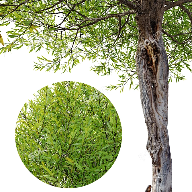 Salix Nigra 5m Tree Model 3D model image 2