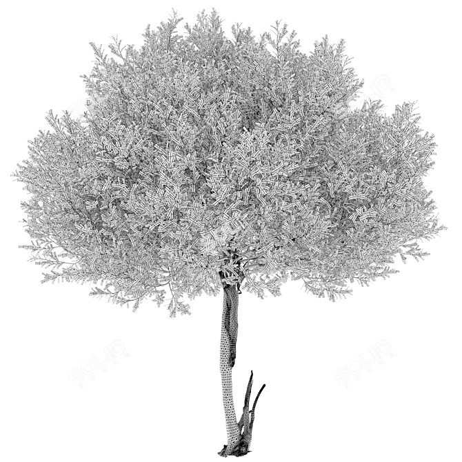 Salix Nigra 5m Tree Model 3D model image 4